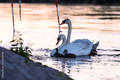 cygnet in the river, Baby swan, water, lake, family, father, mother