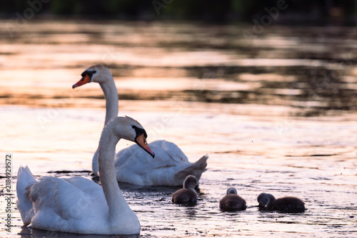 cygnet in the river, Baby swan, water, lake, family, father, mother
