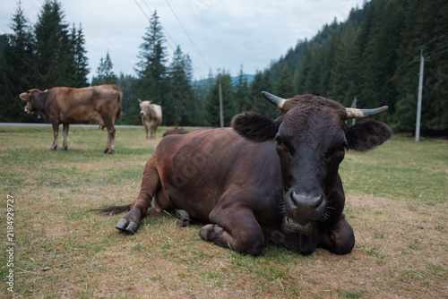 Canvastavla Black cow resting in green mountain pasture