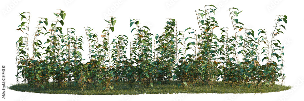 Obraz premium Philodendron scandens-Sweetheart tree shrub, plant bush, cutout, isolate transparent background, Lush Greenery with Trellis Support - Perfect for Landscapes and Natural Backdrops