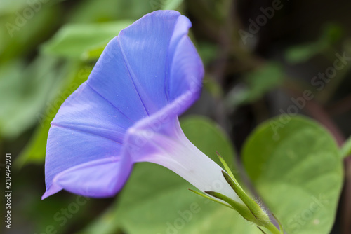 Plakat morning glory