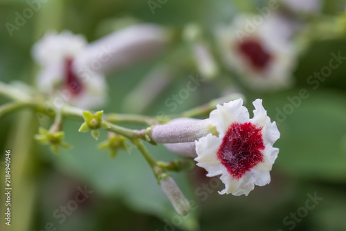 Naklejka skunk vine