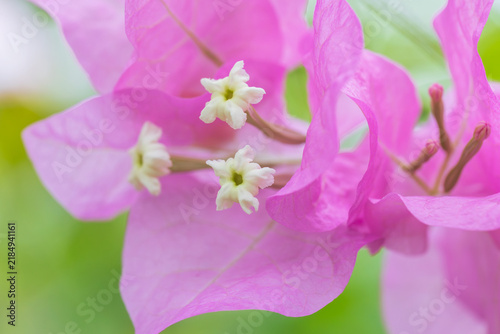Plakat bougainvillea