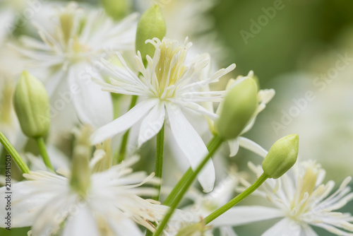Foto sweet autumn clematis, clematis terniflora