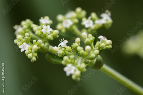 Plakat white patrinia