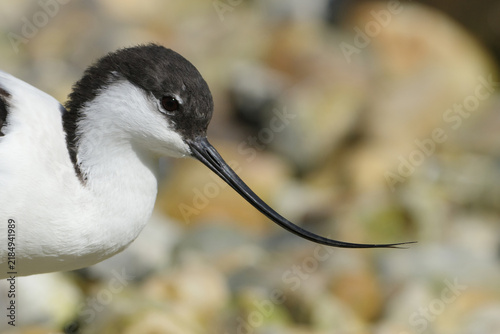 Pied avocet Recurvirostra avosetta close-up portrait of water bird with distinct upturned bill on blurred background
