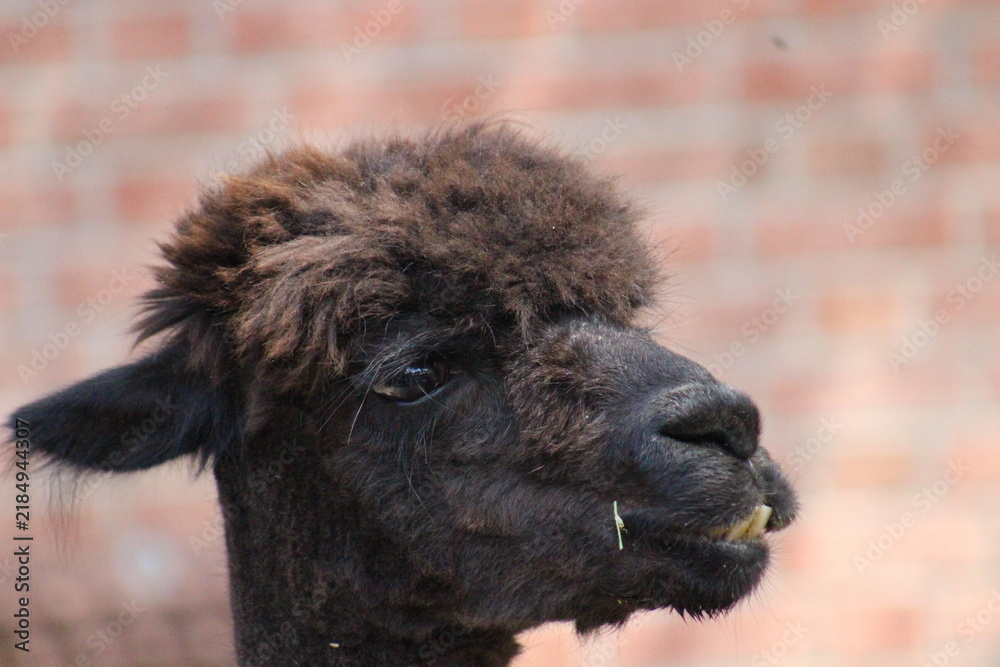 Fototapeta premium Alpaca / Lama hanging at the Pittsburgh Zoo and Aquarium