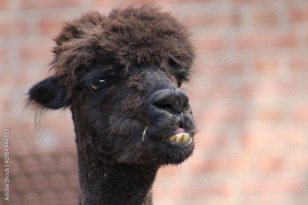 Obraz premium Alpaca / Lama hanging at the Pittsburgh Zoo and Aquarium