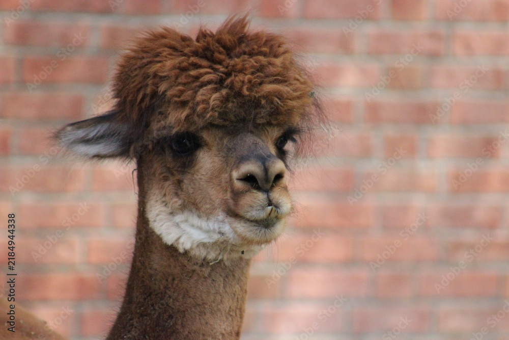 Fototapeta premium Alpaca / Lama hanging at the Pittsburgh Zoo and Aquarium