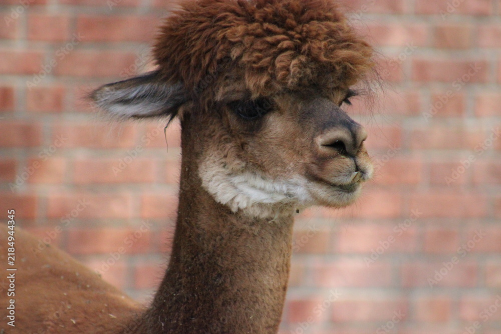 Obraz premium Alpaca / Lama hanging at the Pittsburgh Zoo and Aquarium
