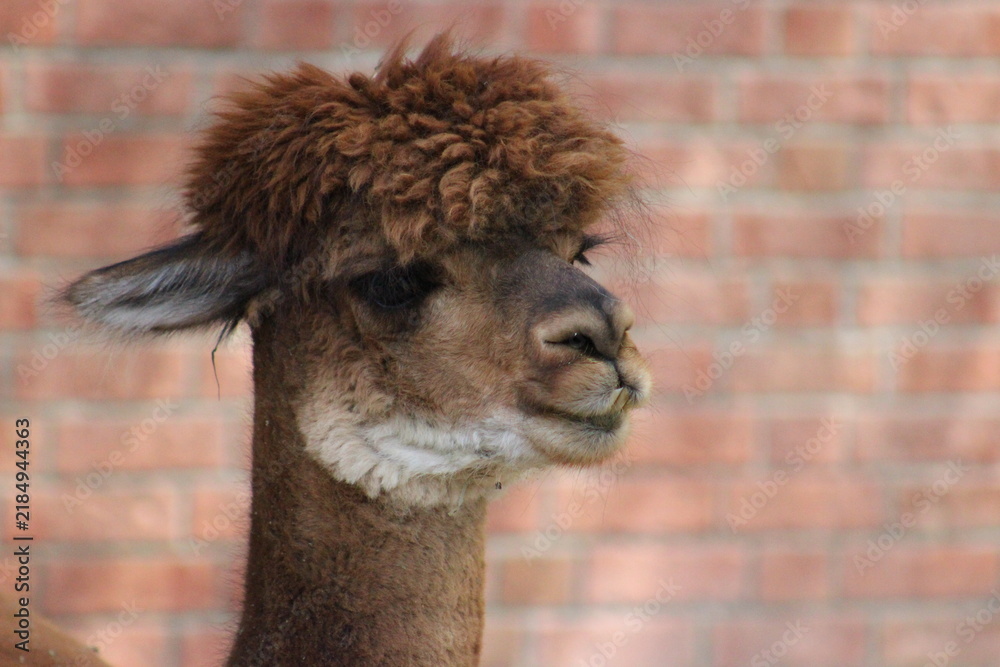 Fototapeta premium Alpaca / Lama hanging at the Pittsburgh Zoo and Aquarium