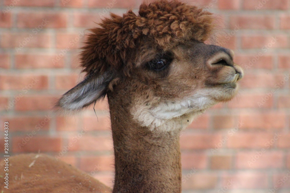 Obraz premium Alpaca / Lama hanging at the Pittsburgh Zoo and Aquarium