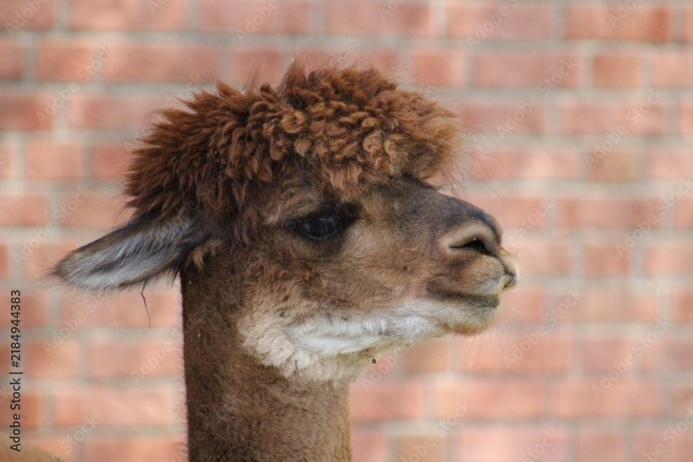 Obraz premium Alpaca / Lama hanging at the Pittsburgh Zoo and Aquarium