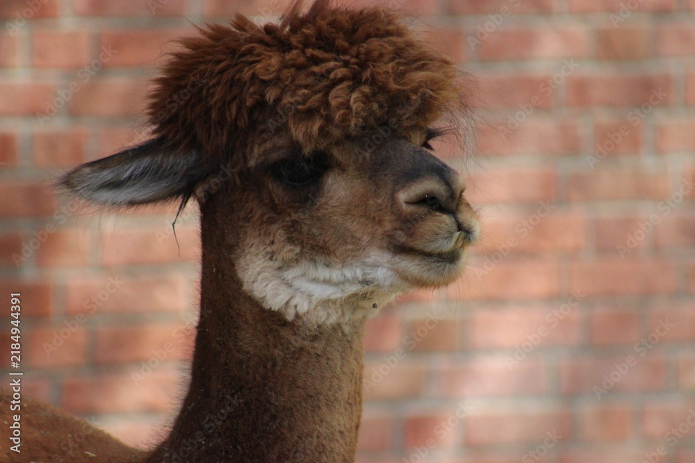 Fototapeta premium Alpaca / Lama hanging at the Pittsburgh Zoo and Aquarium