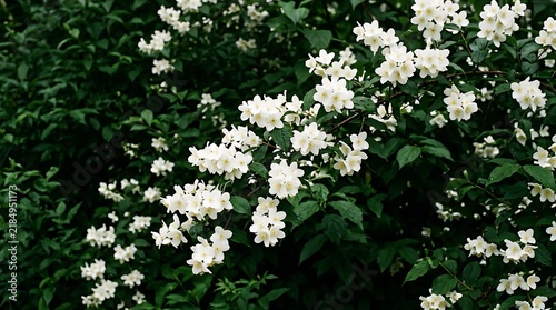 Fotografía White jasmine blossoms bloom densely among dark green foliage in spring