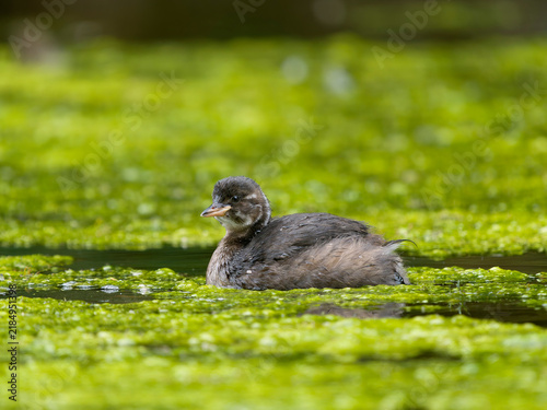 Little-grebe or dabchick, Tachybaptus ruficollis