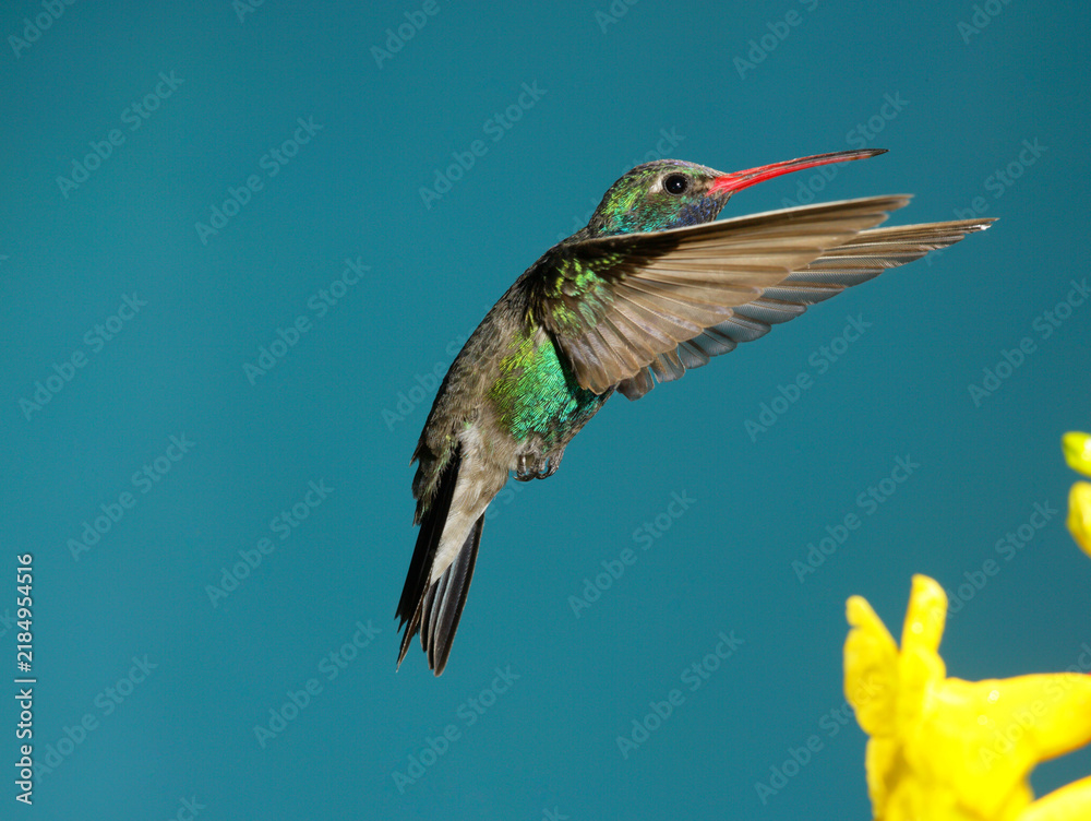Obraz premium Broad-billed hummingbird hovering near flowers