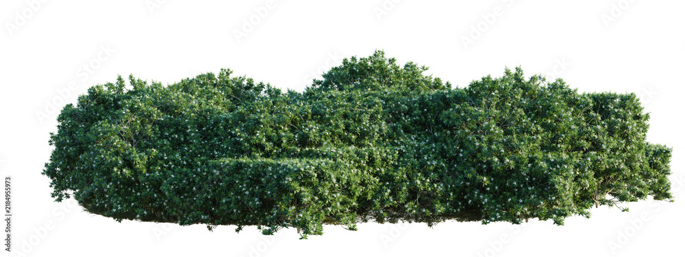 Obraz premium Tabernaemontana divaricata tree line, Forest Edge, Backdrop cutout, isolate transparent background, Dense Green Hedge Bush with Detailed Foliage - Perfect for Landscape Design and Visuals