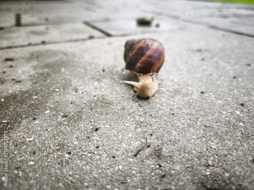 Foto Brown garden snail crawling towards camera across rough pavement after rain - sh