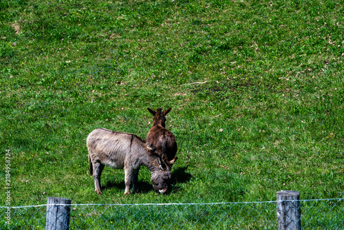 donkey in the meadow
