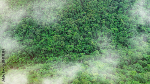 Green tree nature background for carbon neutrality and net zero emissions concept. Drone view of green tree captures CO2 to Sustainable green environment.	
