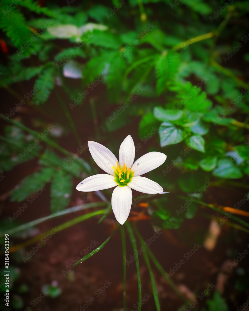 Fototapeta premium white flower in the garden , white rain lily 