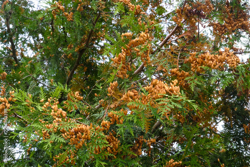 An evergreen arborvitae tree covered with brown seed cones and green foliage. Botanical autumn background, natural texture, outdoor vegetation.