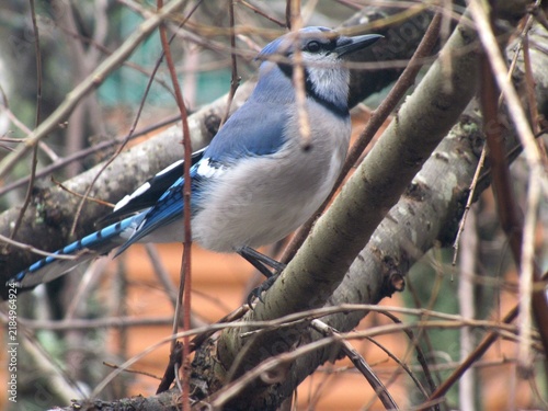 Obraz na plátně blue jay