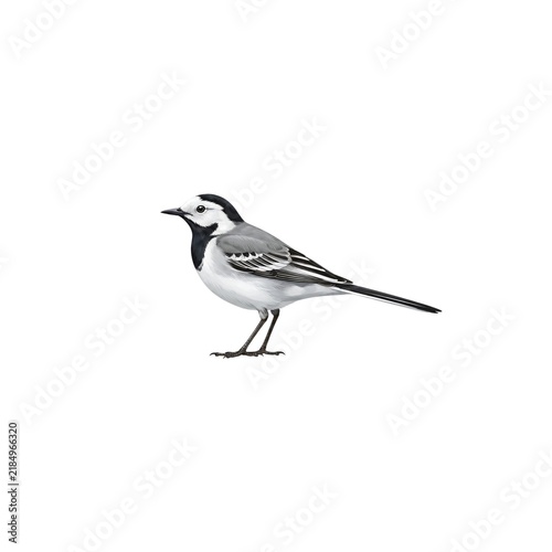 White Wagtail Illustration