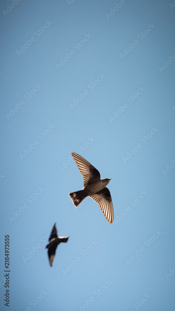 Obraz premium Two swifts fly high through the clear blue sky on a bright sunny day. One bird stays in sharp focus in the foreground while another flies gracefully behind it.