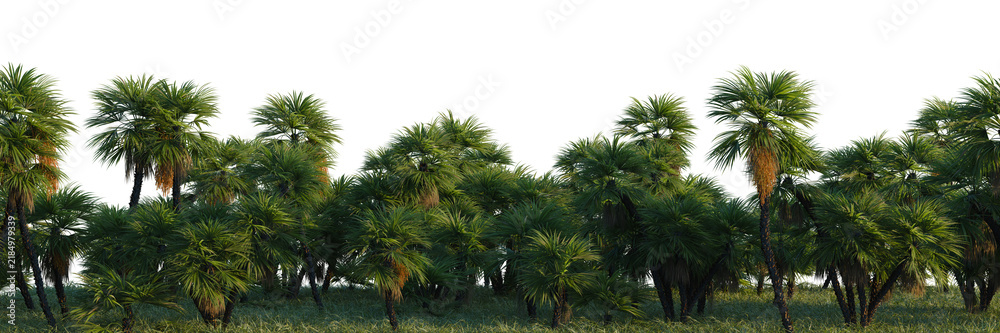 Obraz premium Acoelorrhaphe wrightii tree line, forest, backdrop transparent background, isolate