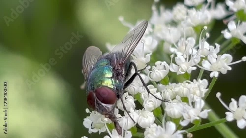 blowfly on flowers