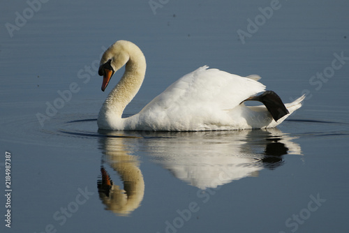 Obraz na plátne Mute swan swimming on calm water with one black webbed foot raised on its back,