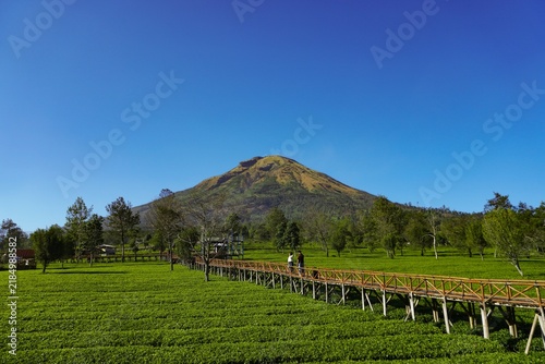 A tea plantation stretches out beneath a clear blue sky, with a wooden bridge crossing over it. Two people walk calmly along the bridge, enjoying the peaceful scenery.