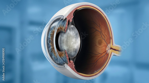 Detailed Cross Section of Human Eye Anatomy Showing Cornea Retina and Lens for Medical Research and Healthcare Education