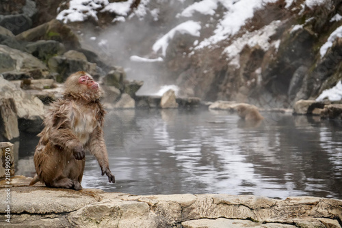 Canvastavla Japanese macaque snow monkey standing by hot spring in winter, Jigokudani, Japan