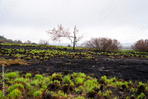Canvastavla 260905 - Purple moor-grass after the High Fens fire