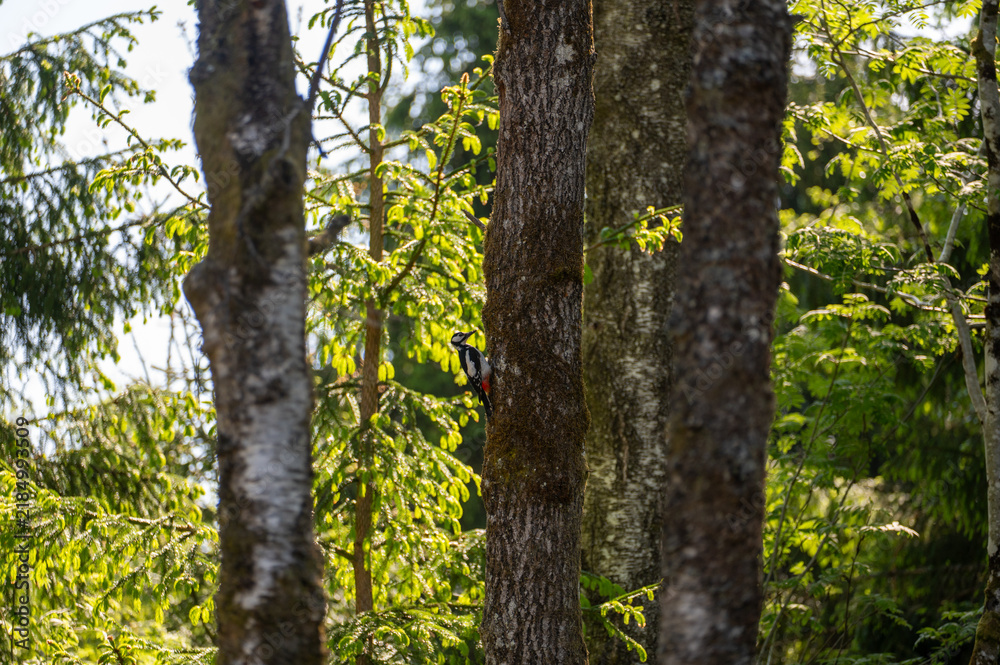 Obraz premium A woodpecker sits on a tree trunk at the nesting site