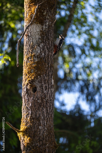 A woodpecker sits on a tree trunk at the nesting site