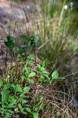 A large dragonfly on a green plant