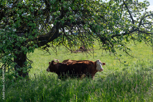 Cows in a green pasture