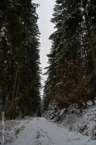 A forest path in winter with snow