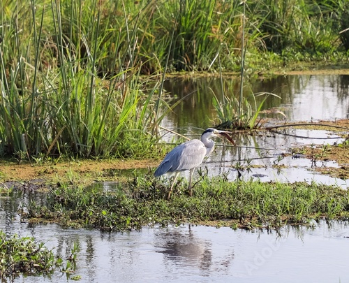 Картината върху платно Grey heron hunting standing in marsh grabbing fish