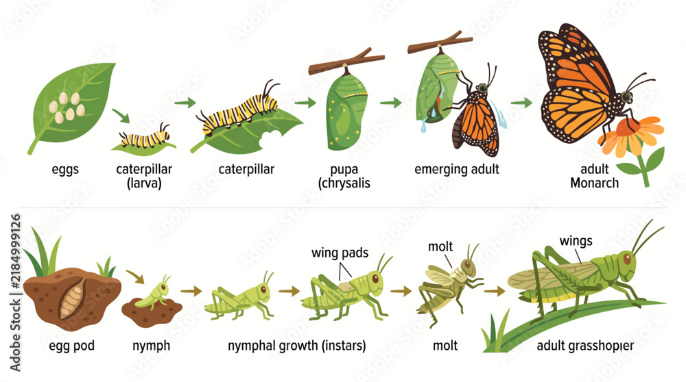 Obraz premium Butterfly and Grasshopper Life Cycle Stages Illustration