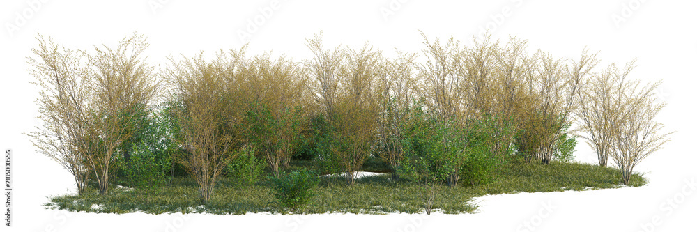 Obraz premium Lindera benzoin tree line, Forest Edge, Backdrop cutout, isolate transparent background, Dense row of trees with autumnal foliage on a grassy bank - ideal for landscape design