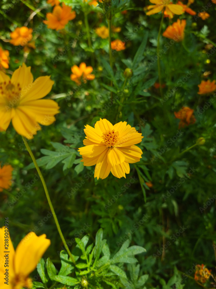 Fototapeta premium Golden-Wave flower on nature background