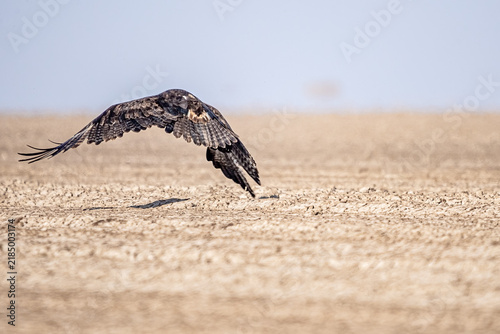 A Steppe eagle