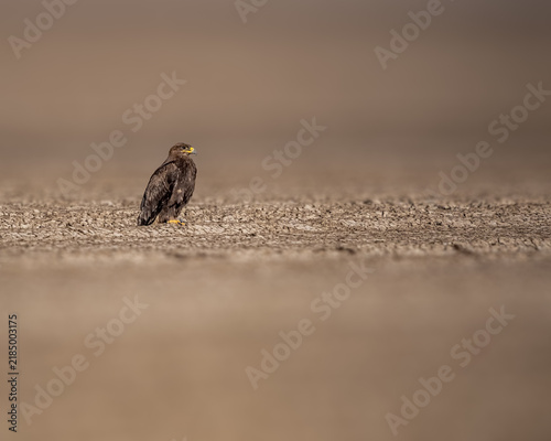 A Steppe eagle