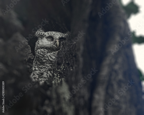 White Bellied eagle owl