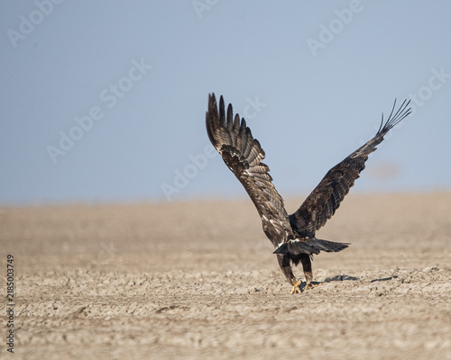 A Steppe eagle